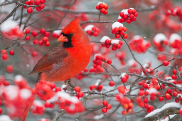 50 WINTERBERRY Holly Ilex Verticillata - Candian Holly / Fever Bush / Black Alder Tree Shrub Red Berry White Flower Seeds
